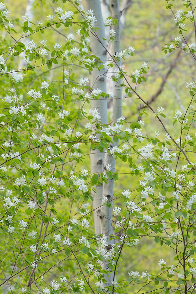 Serviceberry flowers and Aspens-Okanogan National Forest-North Cascades-Washington State art print by Alan Majchrowicz for $57.95 CAD