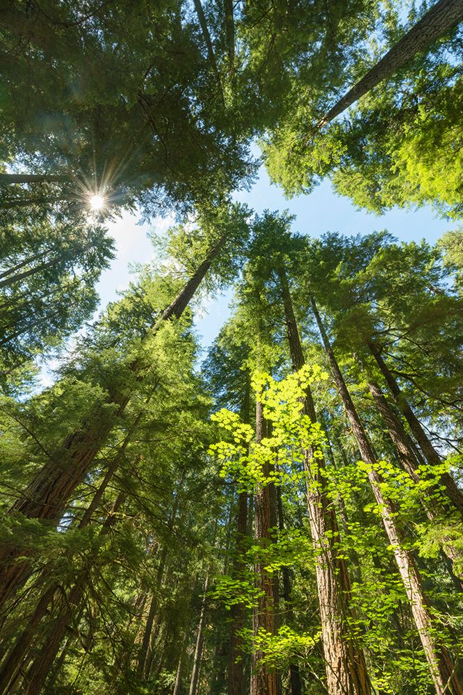 Ohanapecosh-old-growth forest-Mount Rainier National Park art print by Alan Majchrowicz for $57.95 CAD