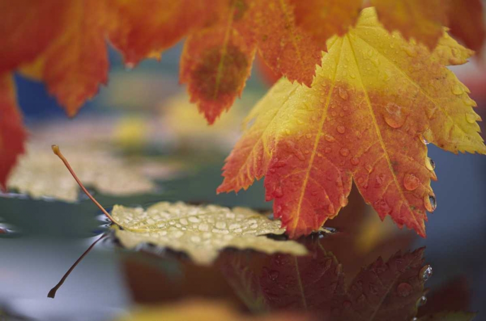 WA, Bellingham, Autumn vine maple leaves art print by Steve Satushek for $57.95 CAD