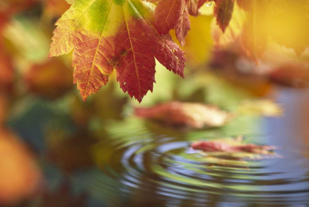 WA, Bellingham, Fall vine maple leaves over pool art print by Steve Satushek for $57.95 CAD