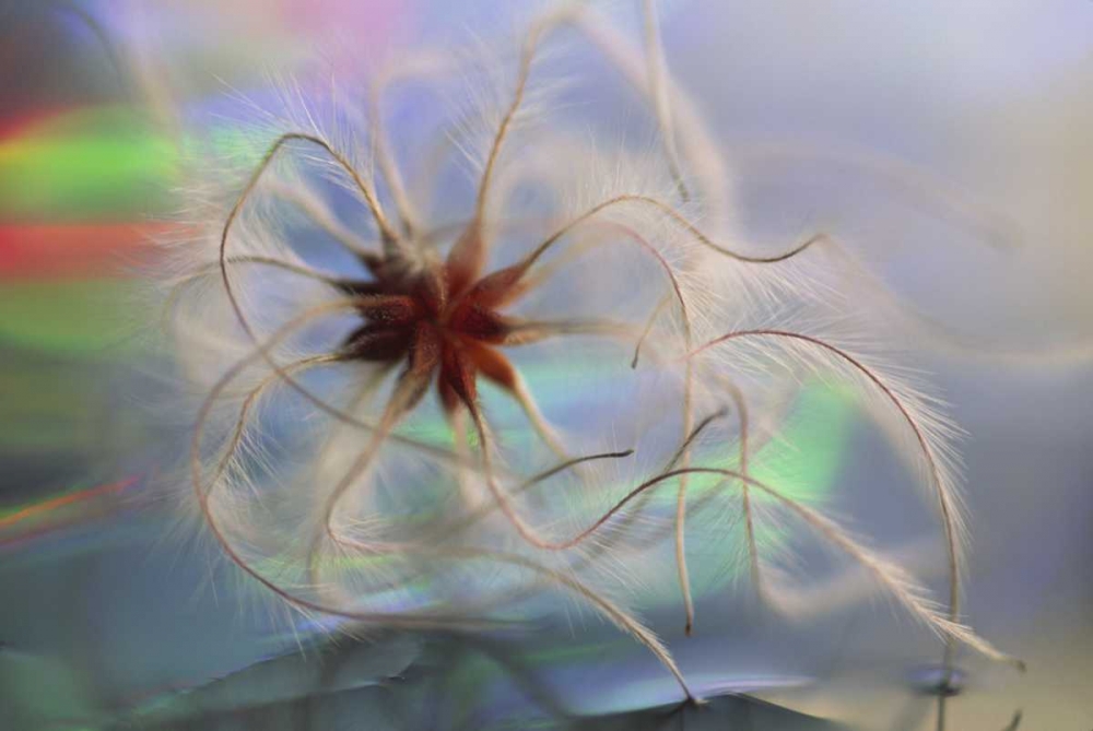 WA, Bellingham, Virgins bower seedhead art print by Steve Satushek for $57.95 CAD