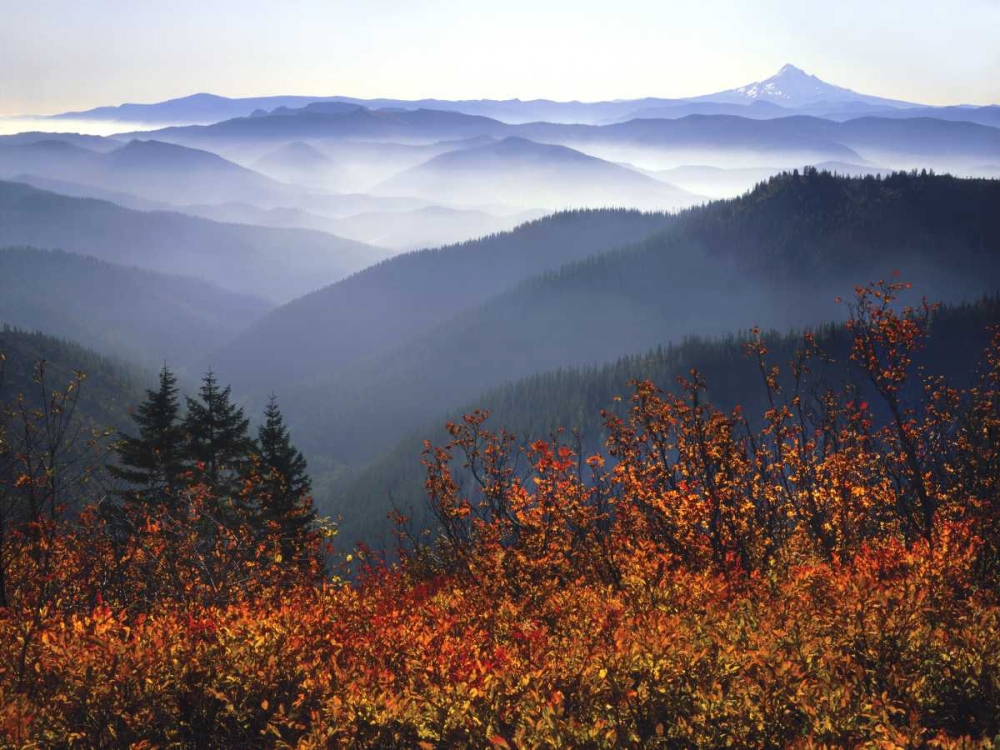 WA, Columbia Gorge, Mount Hood with huckleberry art print by Steve Terrill for $57.95 CAD
