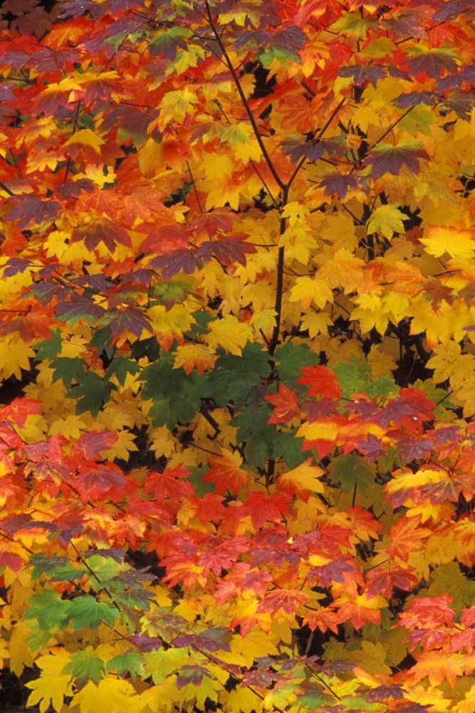 WA, Mt Baker/Snoqualmie NF, Vine maple in fall art print by Dennis Kirkland for $57.95 CAD