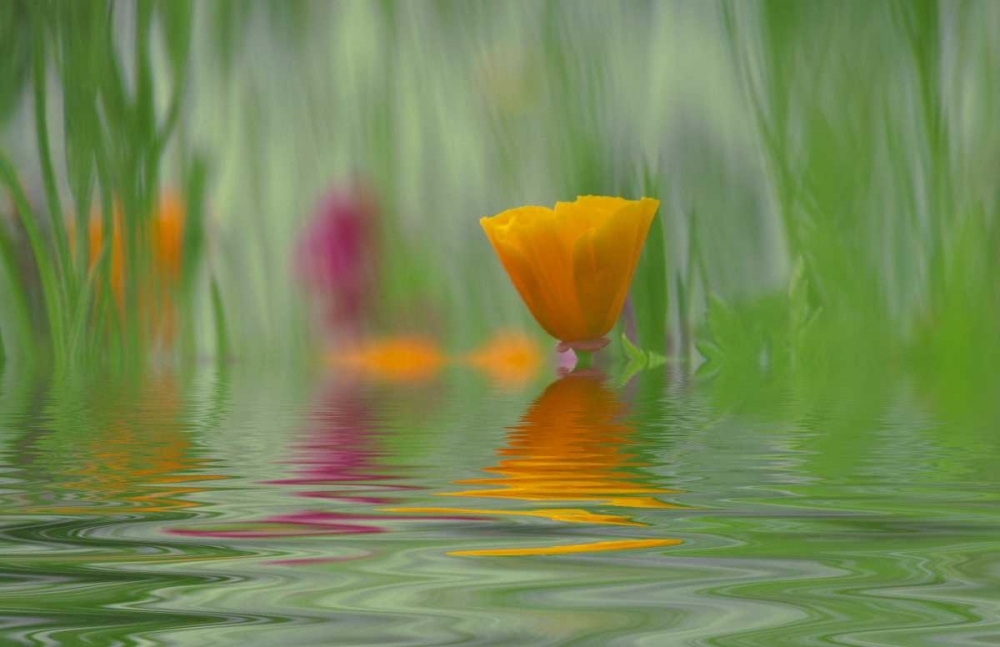 WA, Abstract of California poppy in water art print by Steve Satushek for $57.95 CAD
