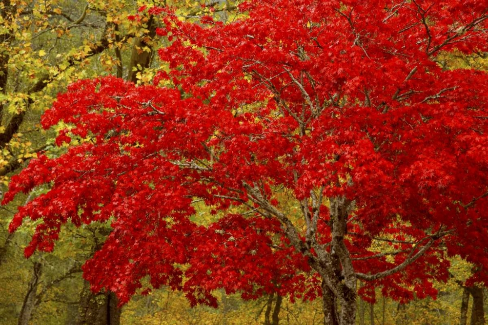WA, Newhalem Fall colors decorate maple trees art print by Don Paulson for $57.95 CAD