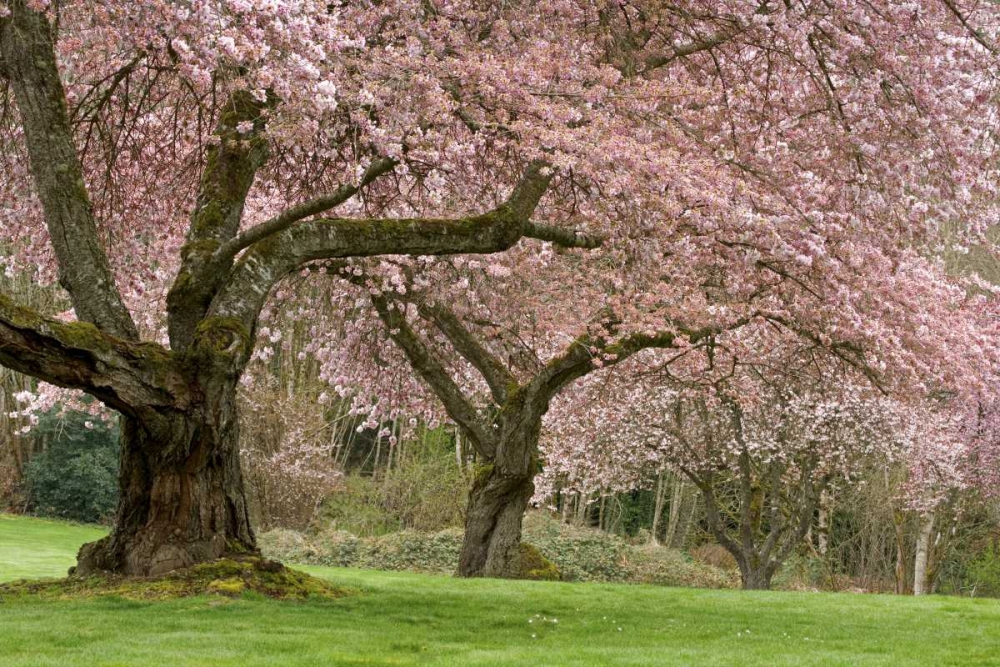 Washington, Bremerton Cherry trees in spring art print by Don Paulson for $57.95 CAD