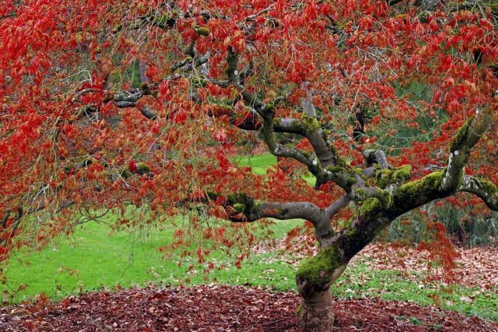 WA, Seattle Japanese maple tree in the Arboretum art print by Don Paulson for $57.95 CAD