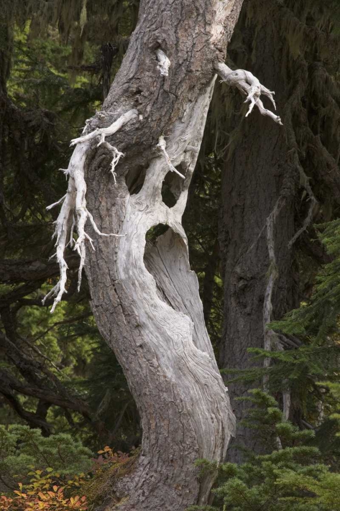 Washington, Mount Rainier NP Spooky ghost tree art print by Don Paulson for $57.95 CAD