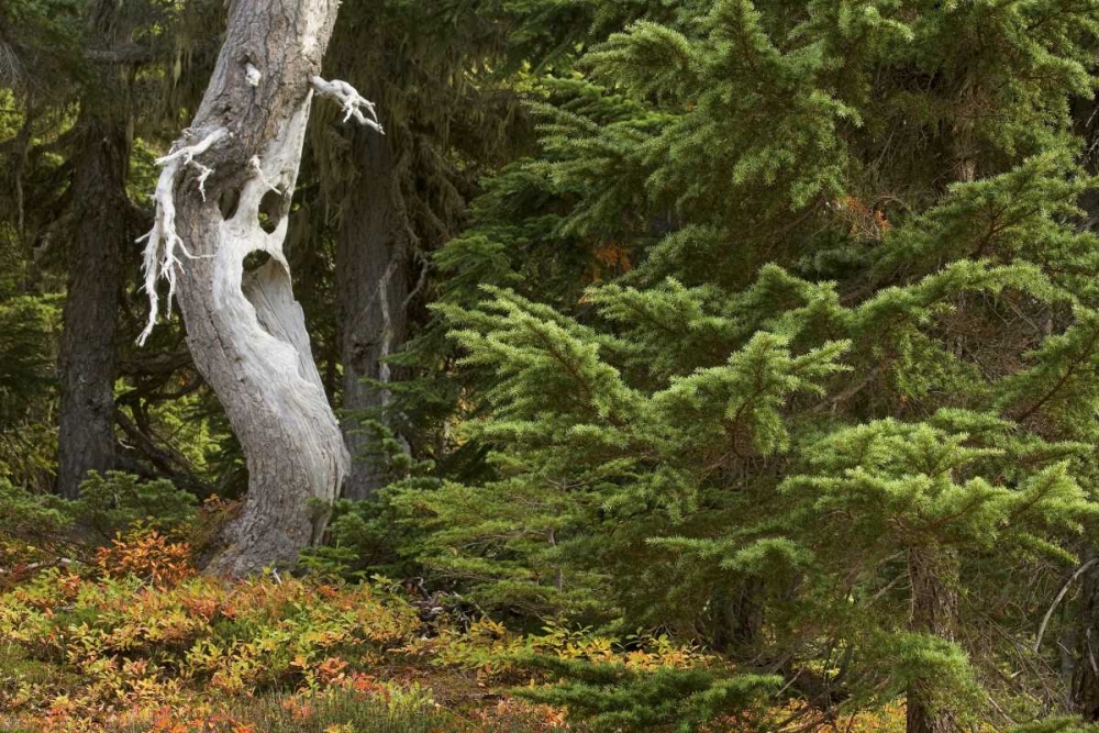 WA, Mount Rainier NP Spooky ghost tree in forest art print by Don Paulson for $57.95 CAD