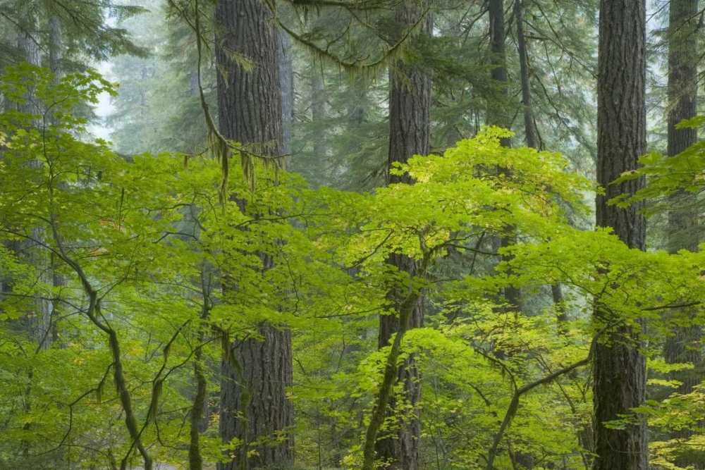 Washington, Mount Rainier NP Ohanapecosh Park art print by Don Paulson for $57.95 CAD