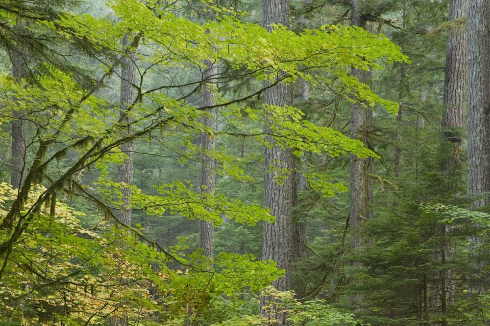 Washington, Mount Rainier NP Ohanapecosh Park art print by Don Paulson for $57.95 CAD