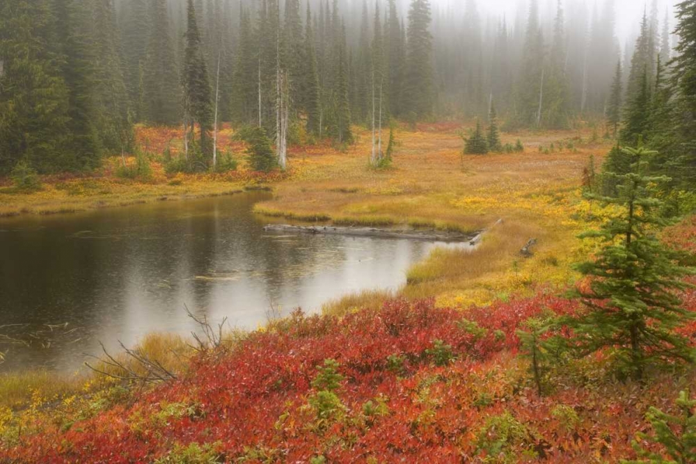 WA, Mount Rainier NP Fall-colored meadow art print by Don Paulson for $57.95 CAD