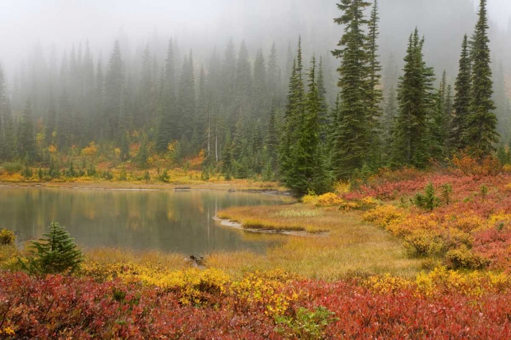 WA, Mount Rainier NP Fall-colored meadow art print by Don Paulson for $57.95 CAD