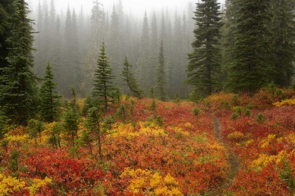 WA, Mount Rainier NP Path through autumn meadow art print by Don Paulson for $57.95 CAD