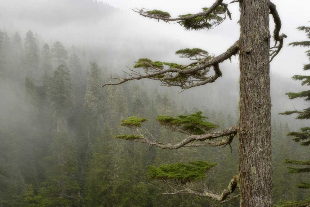 USA, Washington, Mount Rainier NP Tree in fog art print by Don Paulson for $57.95 CAD