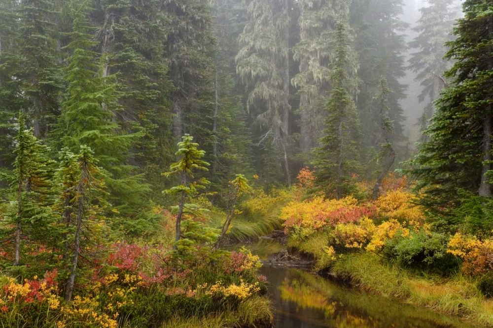 WA, Mount Rainier NP Vegetation over a brook art print by Don Paulson for $57.95 CAD