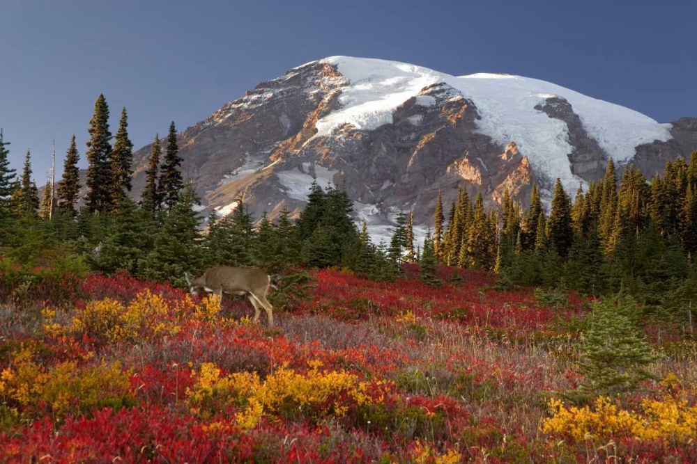 WA, Mount Rainier NP, Deer grazing in meadow art print by Don Paulson for $57.95 CAD