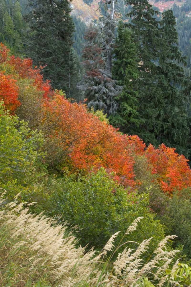WA, Mount Baker Wilderness Tomyhoi Lake Trail art print by Don Paulson for $57.95 CAD