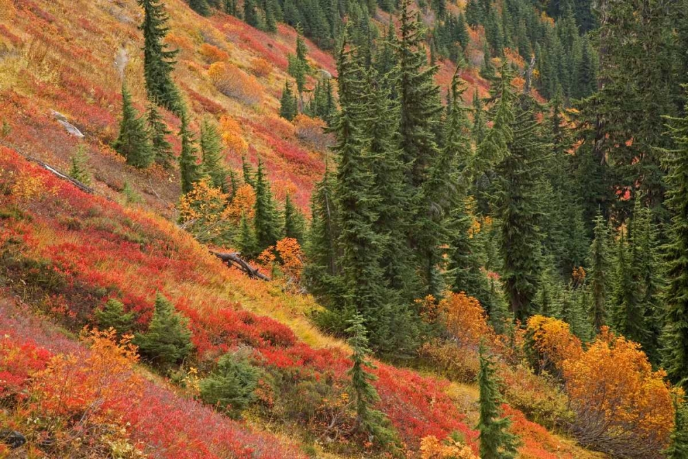 WA, Mount Baker Wilderness Tomyhoi Lake Trail art print by Don Paulson for $57.95 CAD