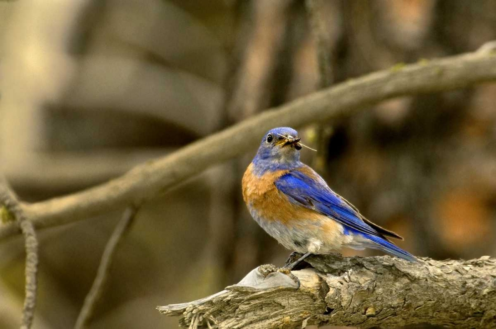 WA, Yakima Western bluebird with food for chicks art print by Dave Welling for $57.95 CAD