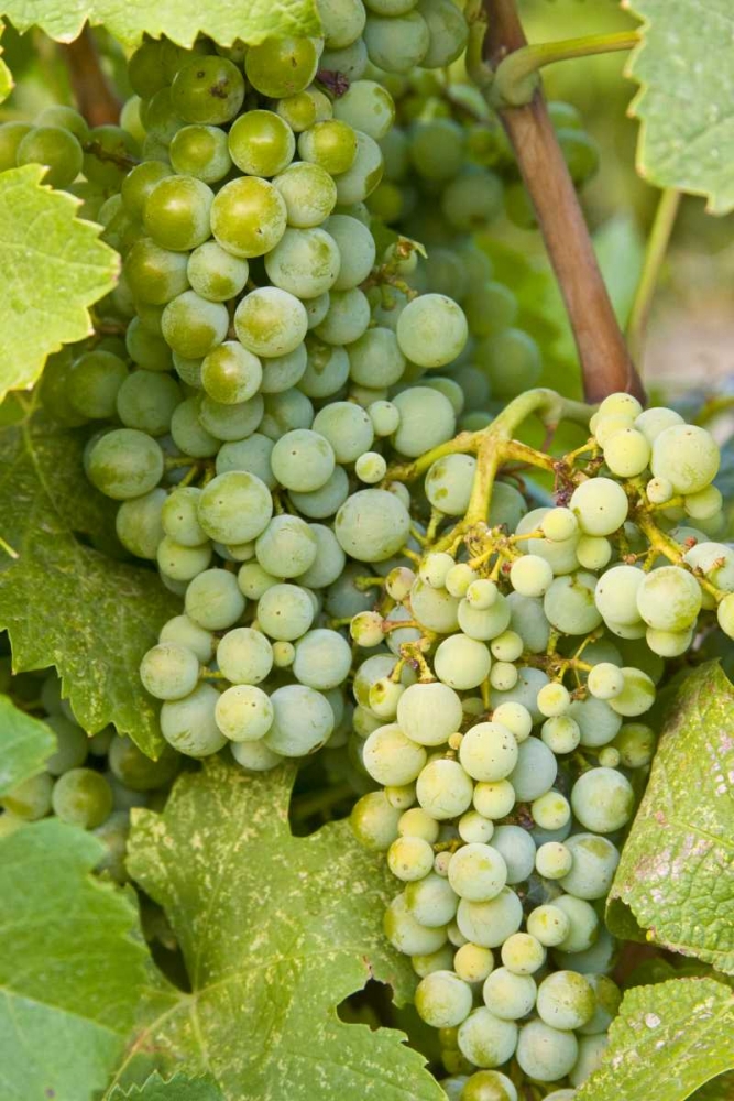 WA, Quincy Detail of Semillon grapes in vineyard art print by Nancy, Steve Ross for $57.95 CAD