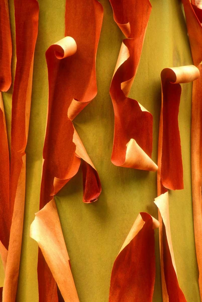 WA, Olympic NP Pacific Madrone tree bark detail art print by Dave Welling for $57.95 CAD