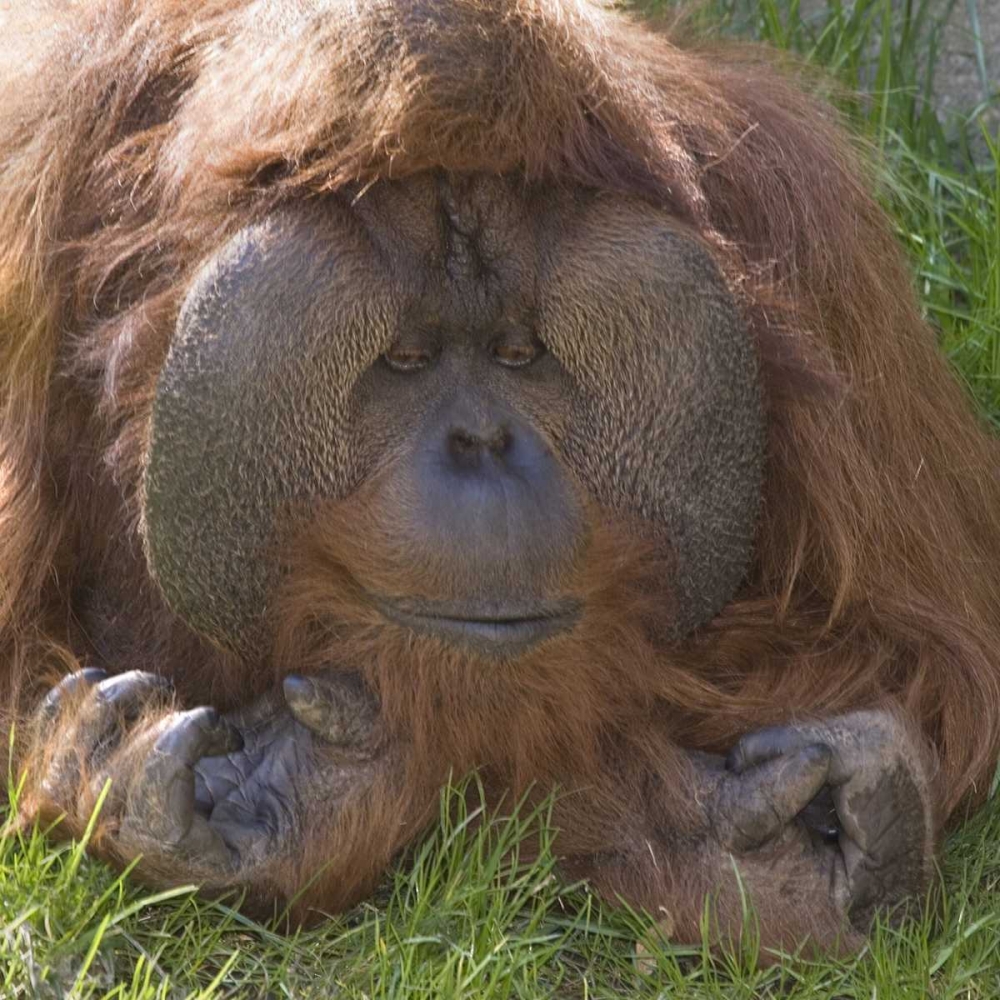 Washington, Seattle Close-up of male orangutan art print by Don Paulson for $57.95 CAD