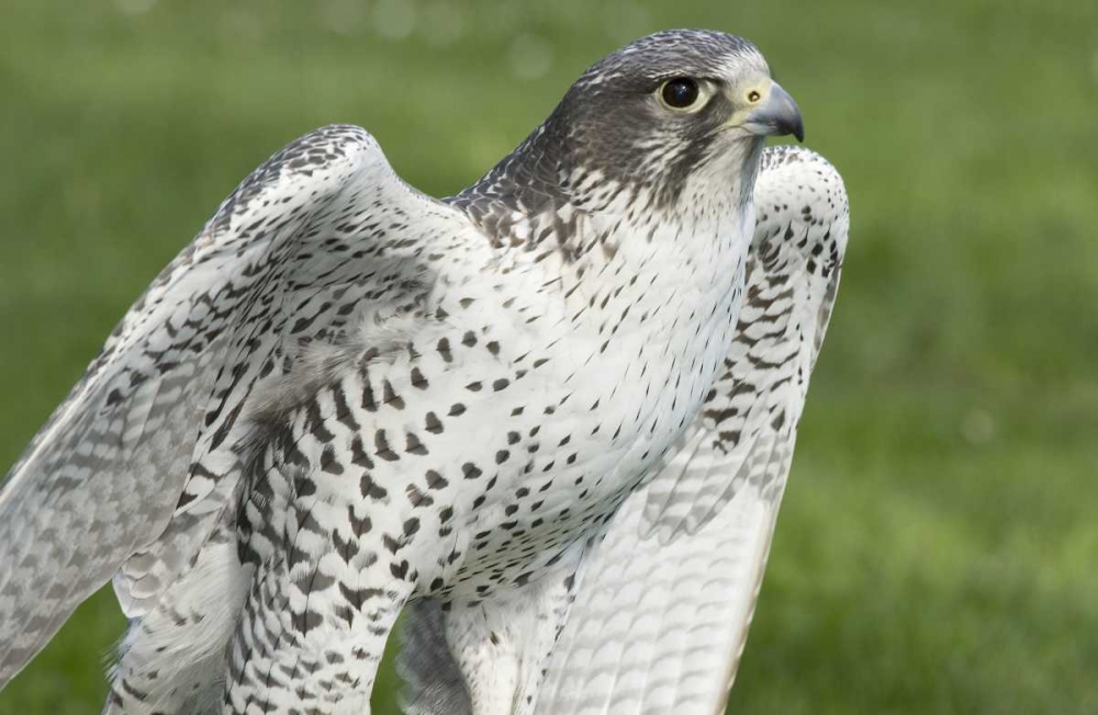 USA,Washington,Seattle Close-up of Gyrfalcon art print by Don Paulson for $57.95 CAD