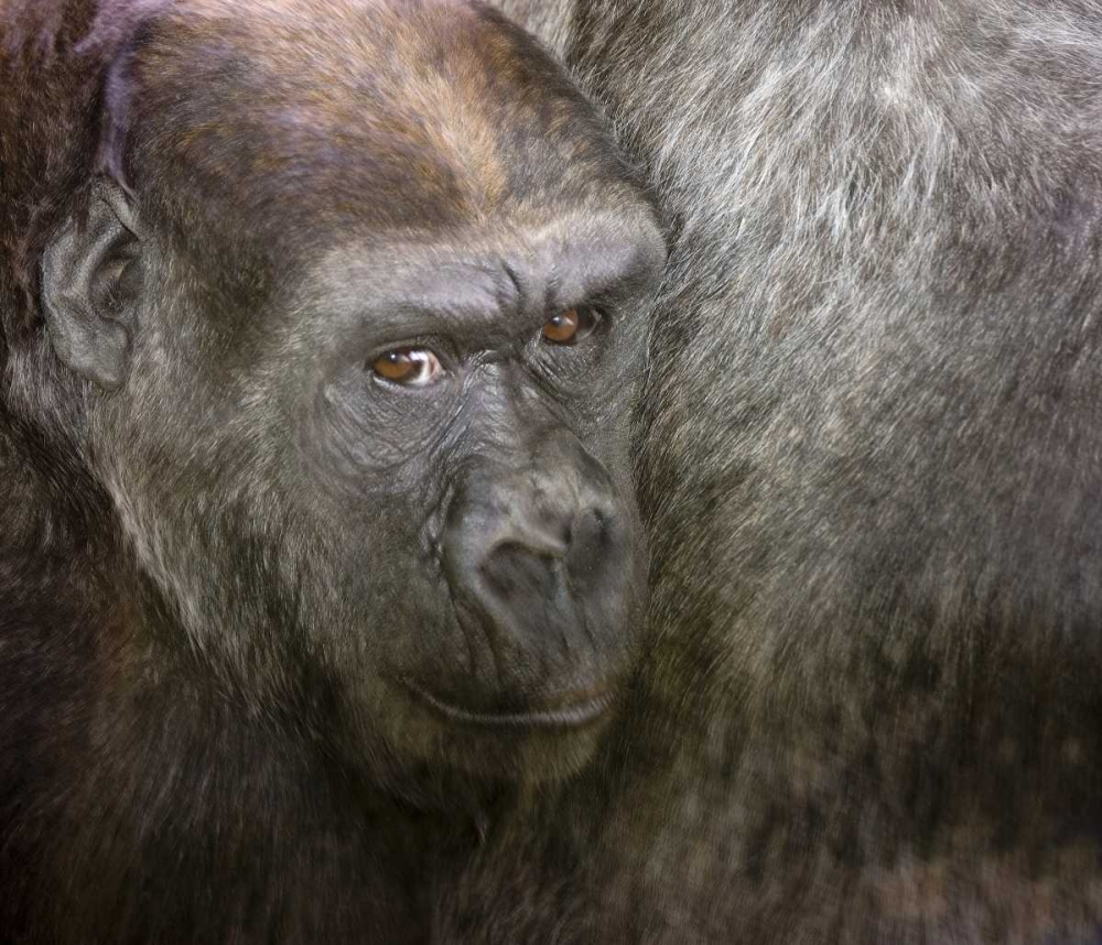 USA,Washington,Seattle Close-up of a gorilla art print by Don Paulson for $57.95 CAD