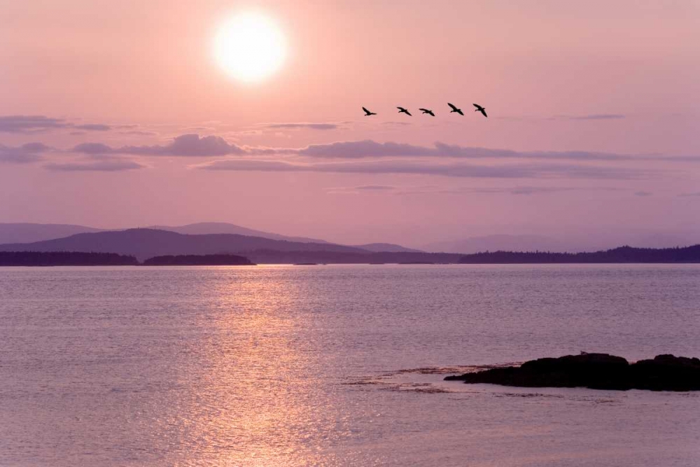 WA, San Juan Isl Birds flying at sunset art print by Don Paulson for $57.95 CAD