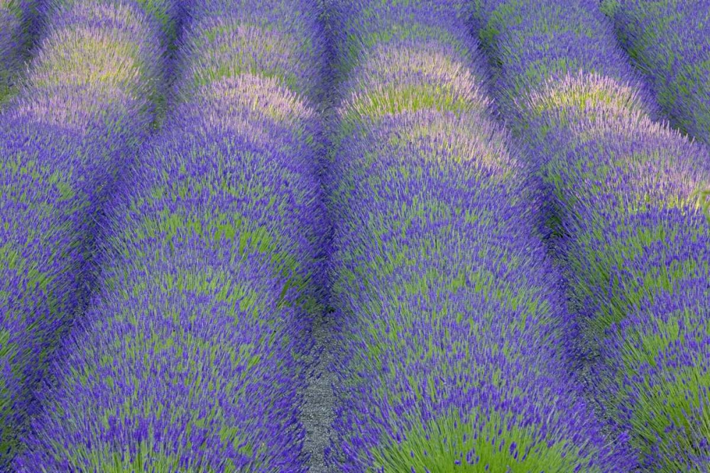 Washington, Bainbridge Island Lavender in garden art print by Don Paulson for $57.95 CAD