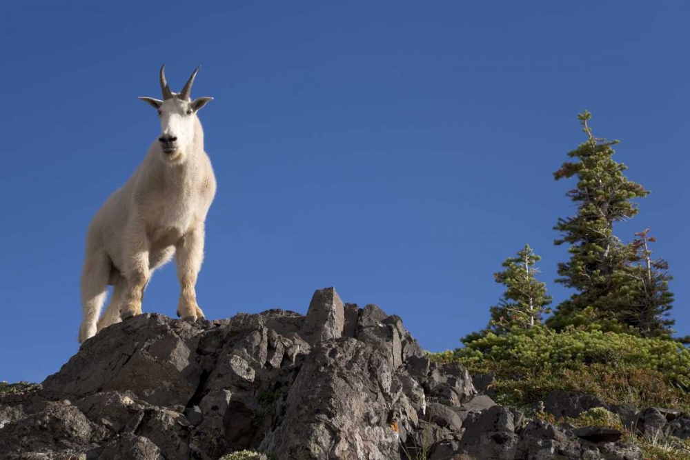 Olympic NP, Klahhane Ridge Male mountain goat art print by Don Paulson for $57.95 CAD