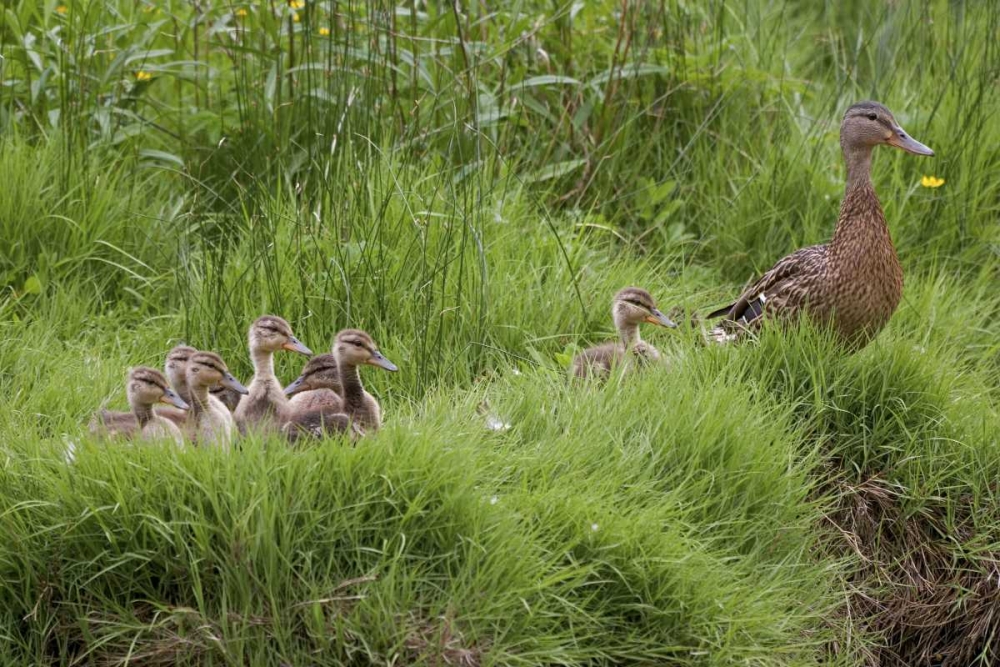 USA, Washington, Seabeck Mother duck with babies art print by Don Paulson for $57.95 CAD