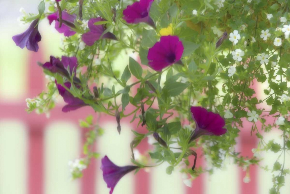 WA, Flowers hang from basket by a picket fence art print by Don Paulson for $57.95 CAD