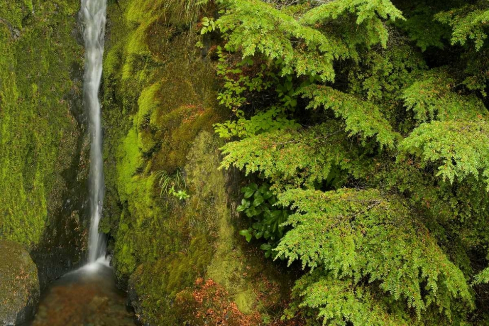 WA, Mt Baker Wilderness, Small waterfall art print by Don Paulson for $57.95 CAD