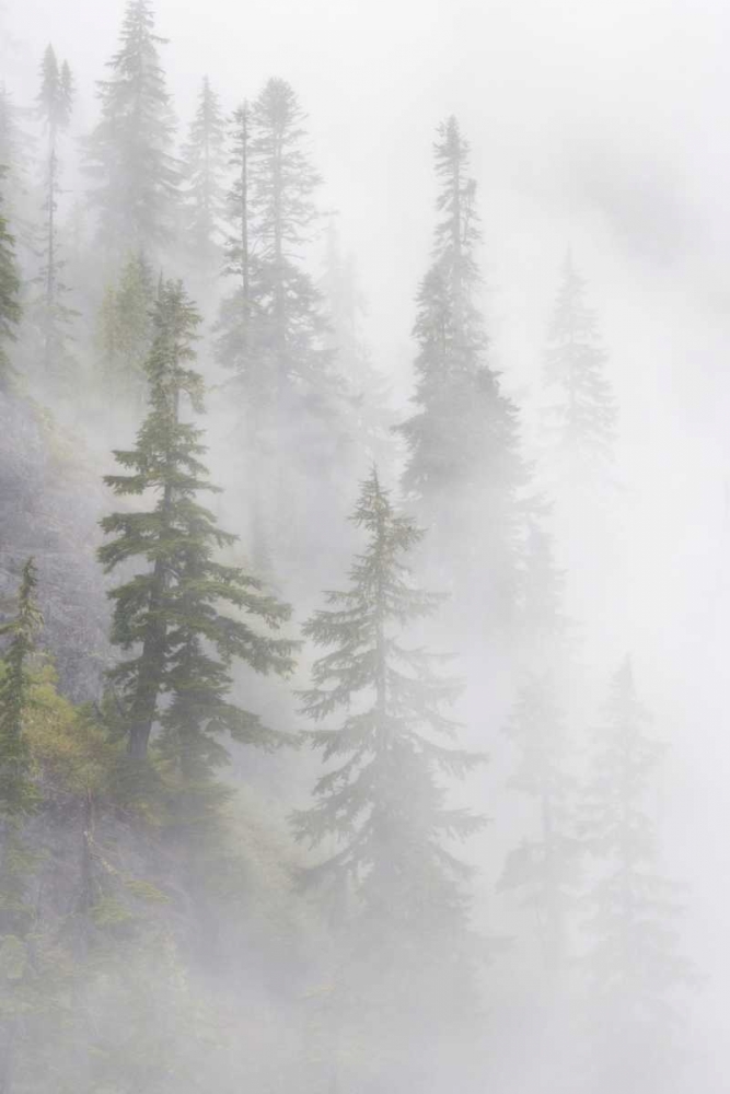 WA, Mt Baker Wilderness, Dense fog blanket art print by Don Paulson for $57.95 CAD