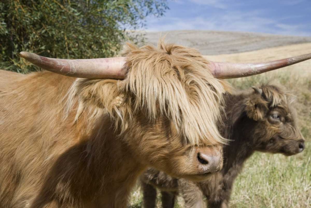 WA, Palouse Scottish highland cattle and calf art print by Don Paulson for $57.95 CAD