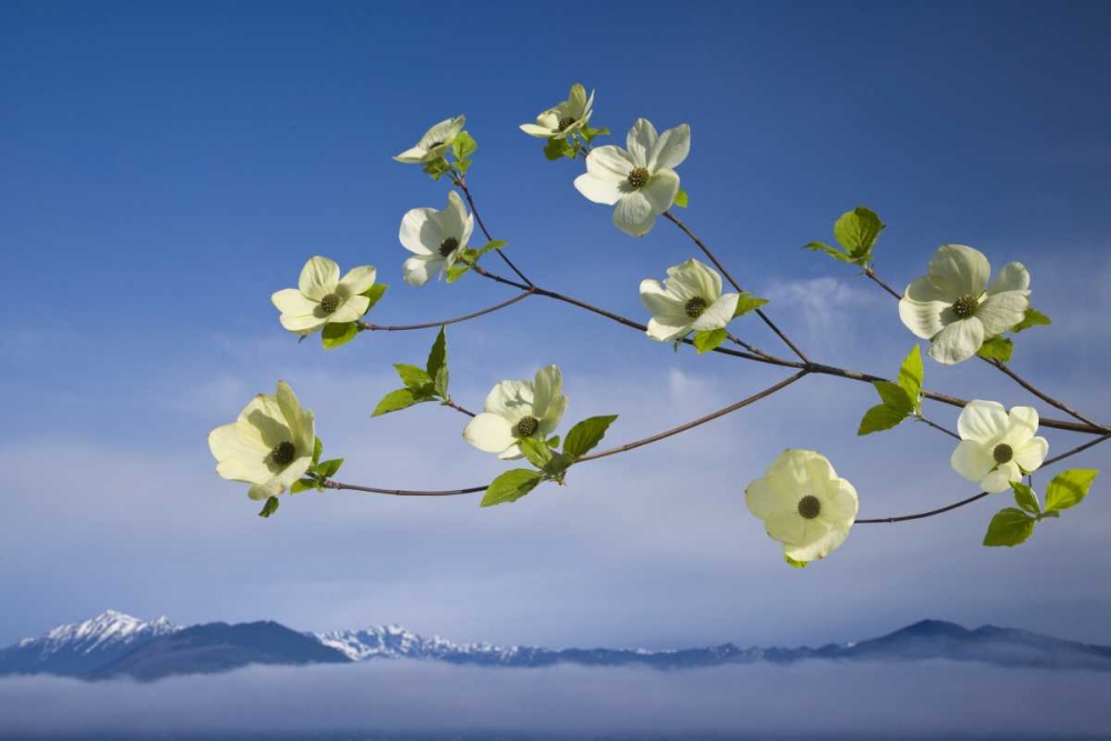 WA, Hood Canal Pacific dogwood blossoms art print by Don Paulson for $57.95 CAD