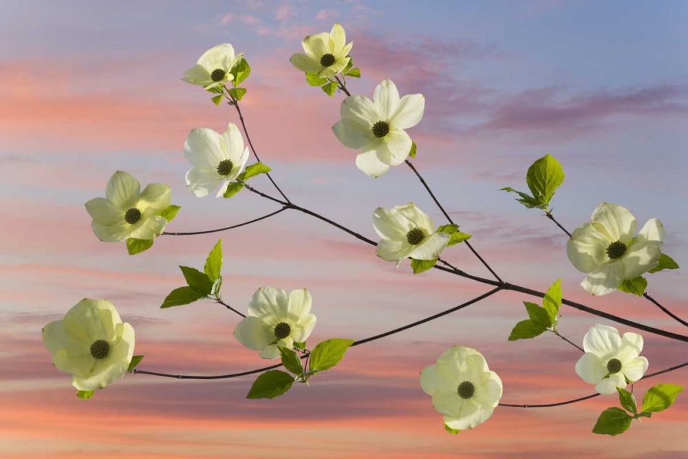 WA, Hood Canal Pacific dogwood blossoms art print by Don Paulson for $57.95 CAD
