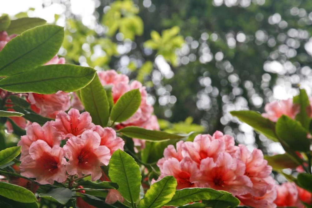 Washington, Seabeck Rhododendrons in a garden art print by Don Paulson for $57.95 CAD