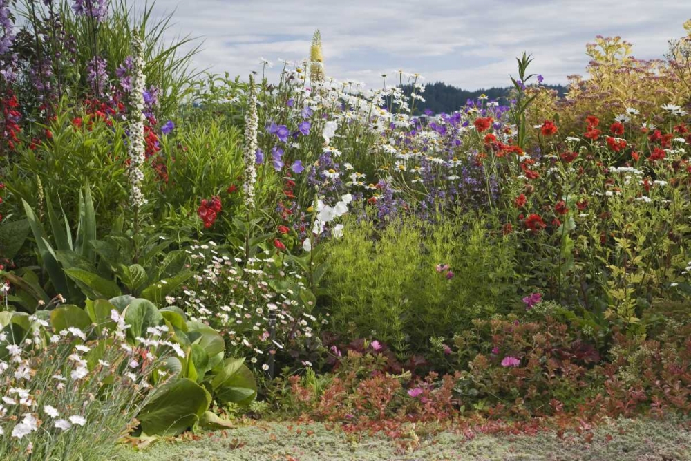 WA, Poulsbo Perennial garden with flower art print by Don Paulson for $57.95 CAD
