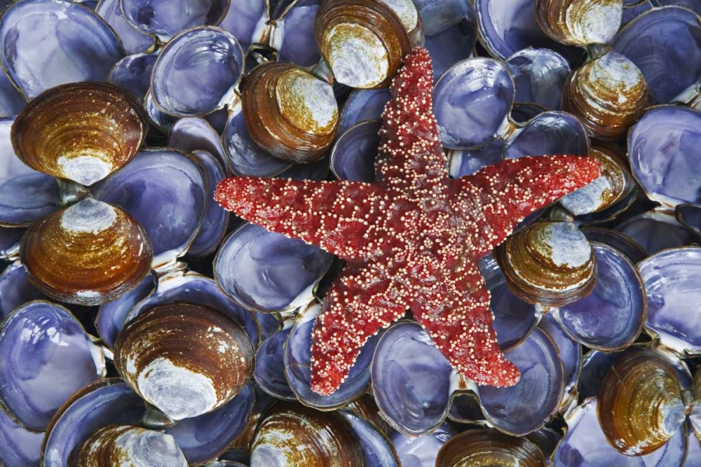 WA, Hood Canal, Seabeck Starfish and clam shells art print by Don Paulson for $57.95 CAD