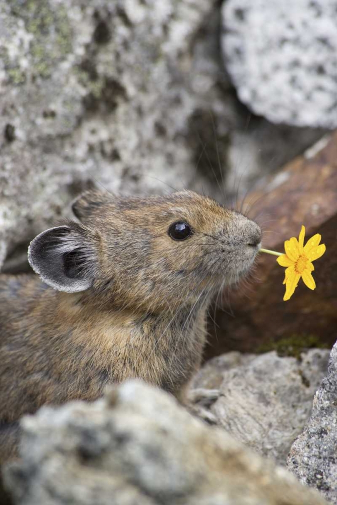 WA, Cascade Pass Pika with flower in mouth art print by Don Paulson for $57.95 CAD