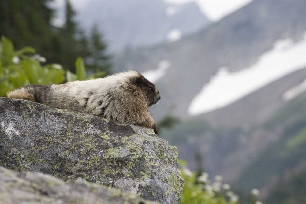 WA, Cascade Pass Marmot sitting on rock art print by Don Paulson for $57.95 CAD