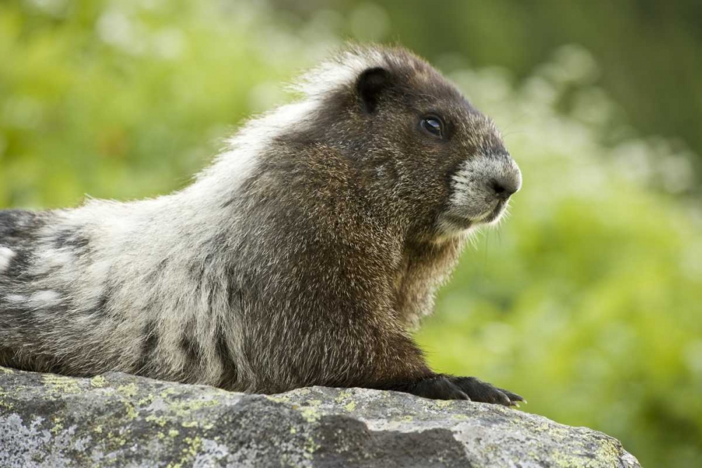 WA, North Cascades NP, Marmot sitting on rock art print by Don Paulson for $57.95 CAD