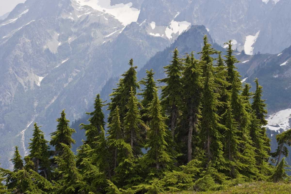 WA, North Cascades NP Mountain hemlock trees art print by Don Paulson for $57.95 CAD