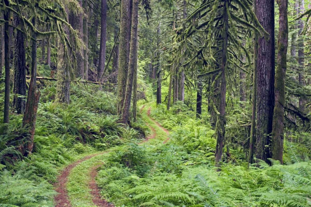 WA, Rockport SP, Rockport Road through trees, art print by Don Paulson for $57.95 CAD