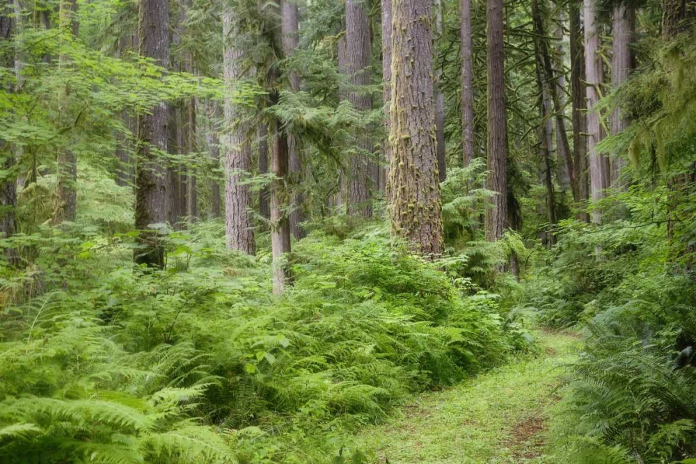 WA, Rockport SP, Rockport Road through trees, art print by Don Paulson for $57.95 CAD