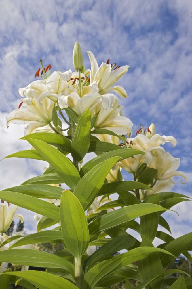 WA, Garden lily plant and flowers against sky art print by Don Paulson for $57.95 CAD