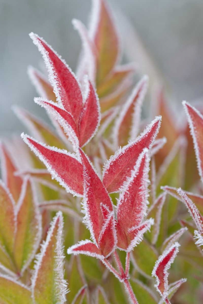 Washington, Seabeck Frost on fall foliage art print by Don Paulson for $57.95 CAD